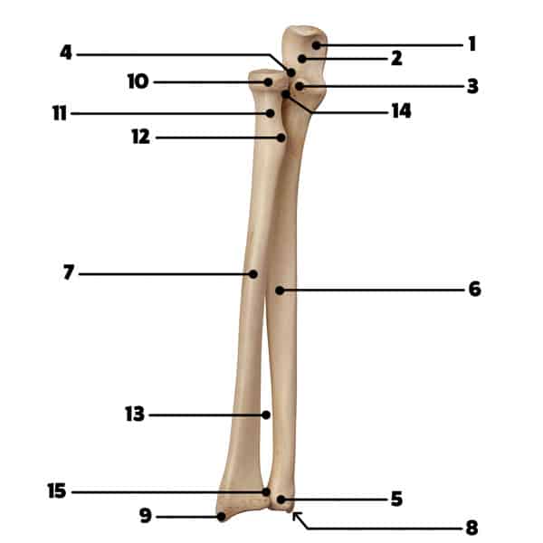 radiusulnalandmarks Massage Exam Academy