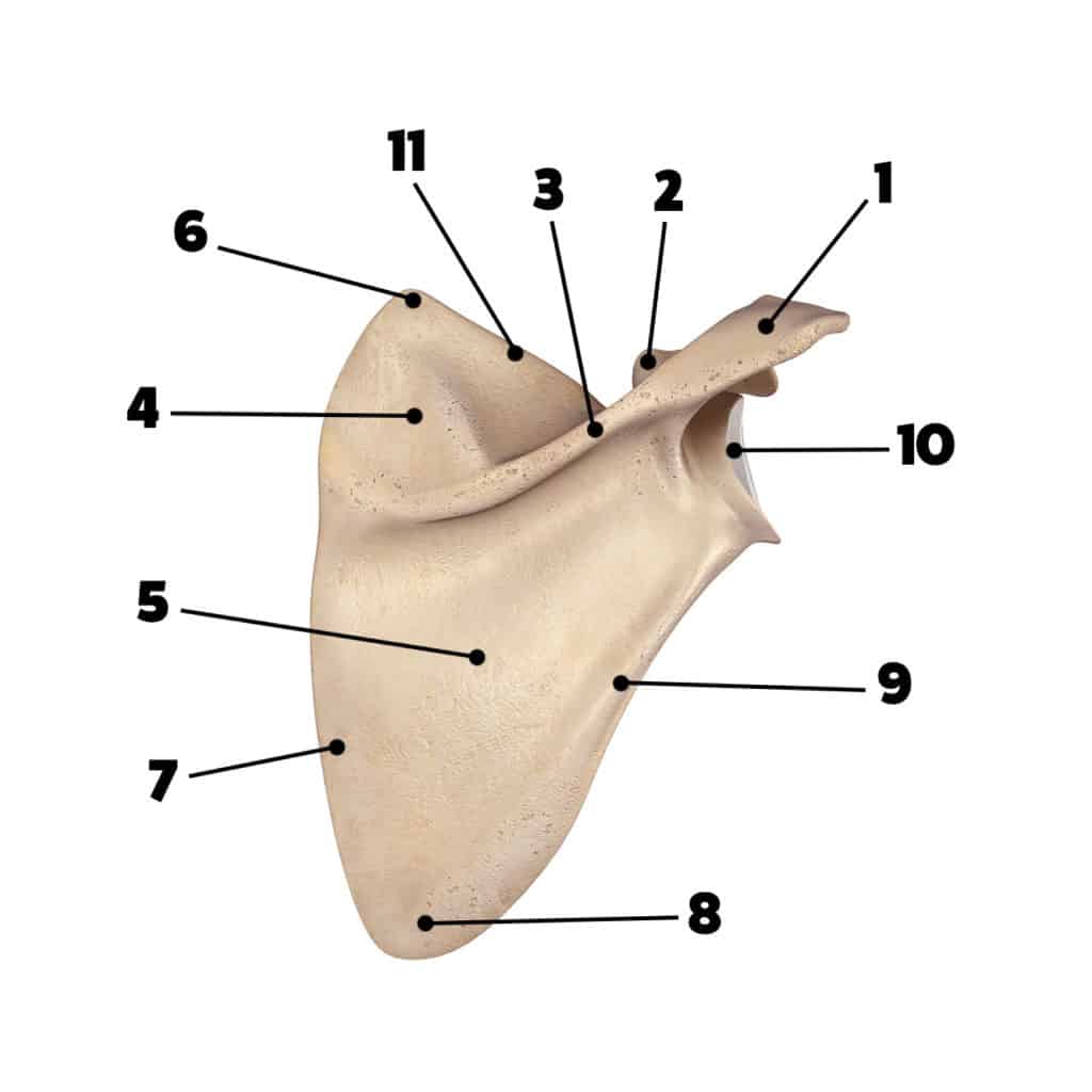 Posterior View Of Scapula